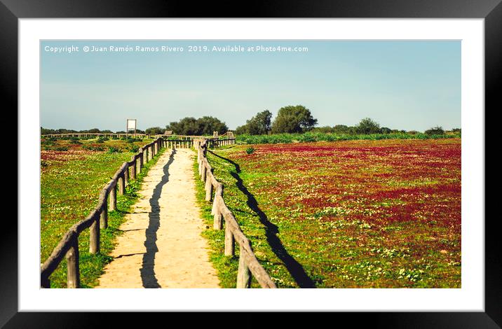 Red flowers field landscape with blue sky and dirt Framed Mounted Print by Juan Ramón Ramos Rivero