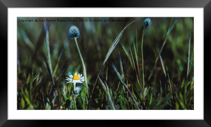 Close up of a Beautiful Daisy Flower Framed Mounted Print by Juan Ramón Ramos Rivero