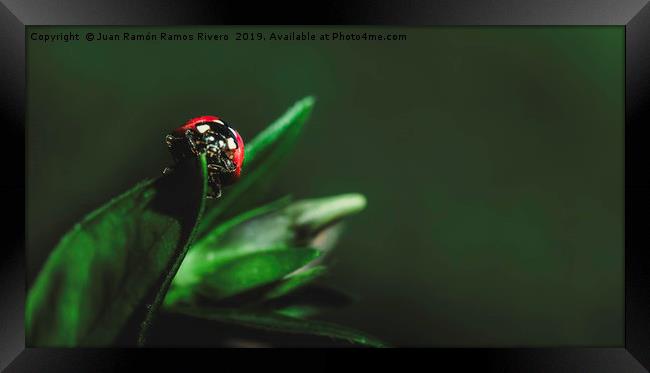 Ladybird on a sunny green leaf with green backgrou Framed Print by Juan Ramón Ramos Rivero