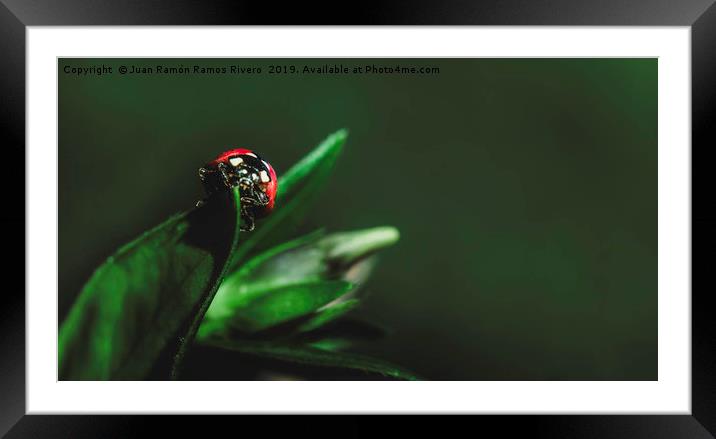 Ladybird on a sunny green leaf with green backgrou Framed Mounted Print by Juan Ramón Ramos Rivero