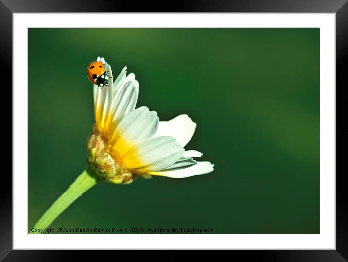Ladybird on daisy, chamomile isolated on green Framed Mounted Print by Juan Ramón Ramos Rivero