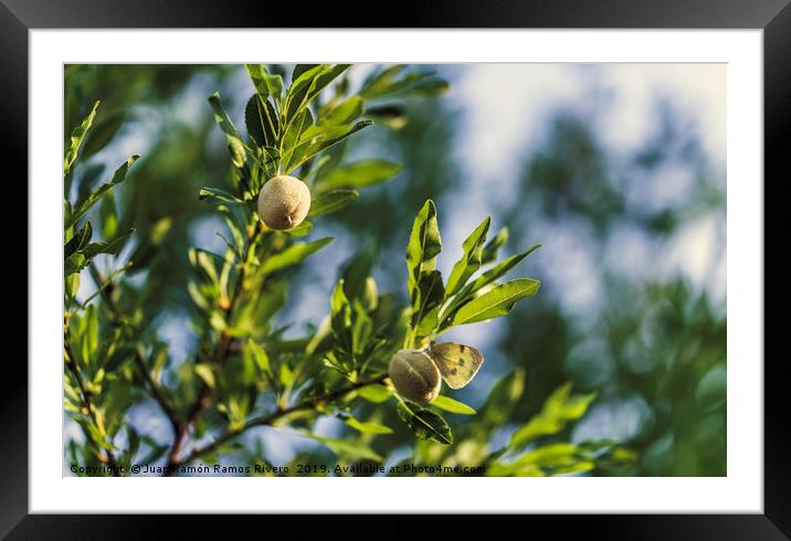 Young fresh almonds growing on a branch of an almo Framed Mounted Print by Juan Ramón Ramos Rivero