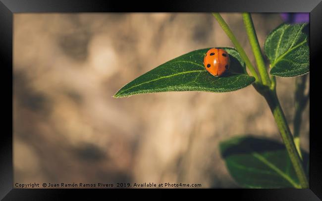 Ladybird on a sunny green leaf with brown backgrou Framed Print by Juan Ramón Ramos Rivero
