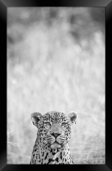 Peek-a-boo leopard Framed Print by Villiers Steyn
