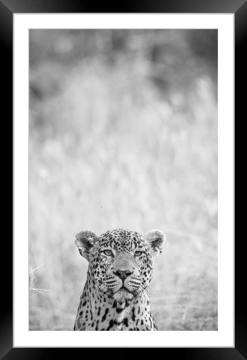 Peek-a-boo leopard Framed Mounted Print by Villiers Steyn