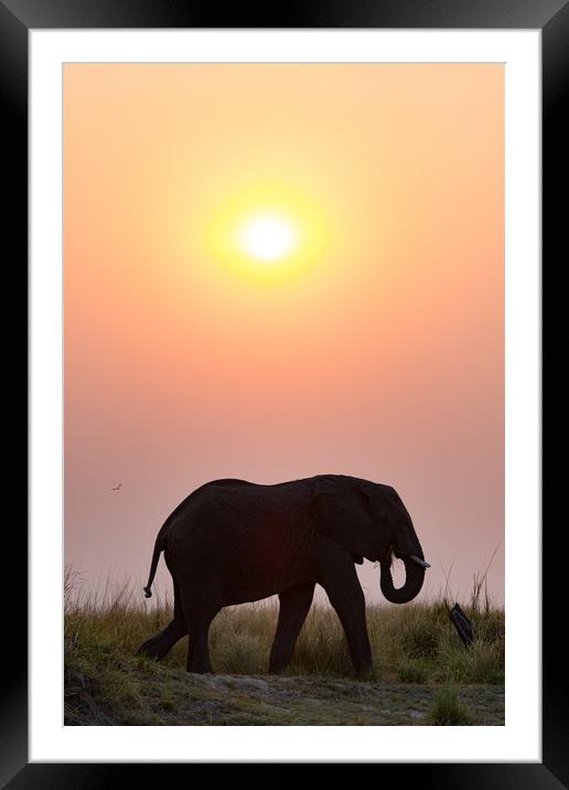 Sunset elephant Framed Mounted Print by Villiers Steyn