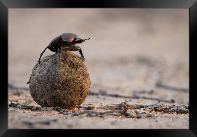 Busy beetle Framed Print by Villiers Steyn