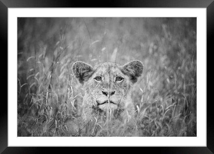 Cheeky lion cub Framed Mounted Print by Villiers Steyn