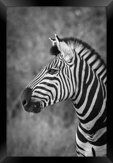 Striped stallion Framed Print by Villiers Steyn