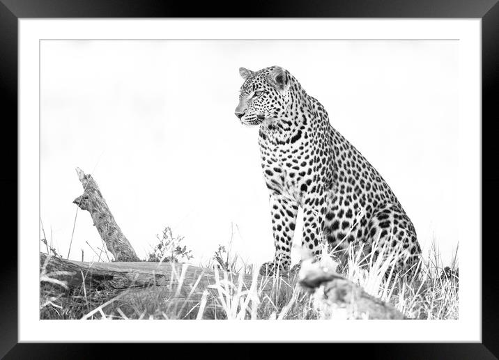 Light leopard Framed Mounted Print by Villiers Steyn