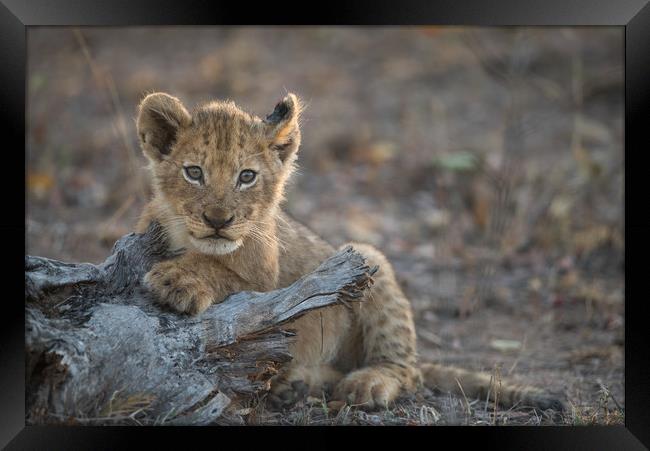 Little king Framed Print by Villiers Steyn