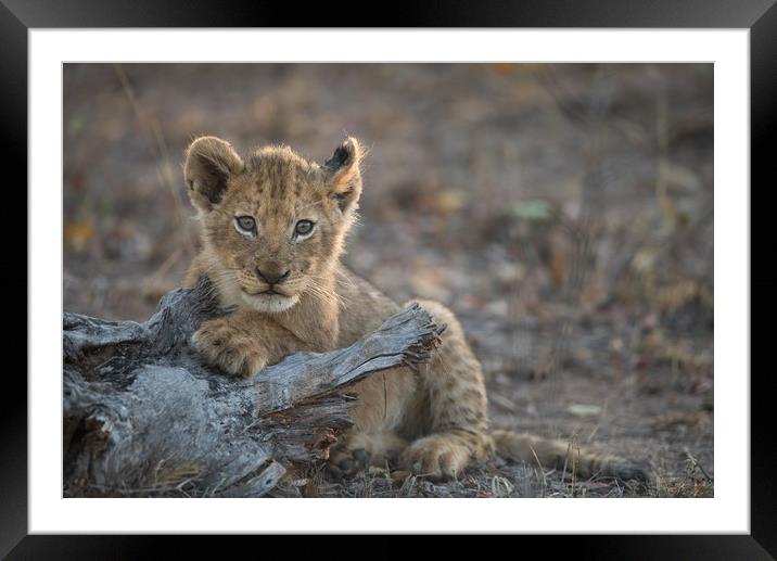 Little king Framed Mounted Print by Villiers Steyn