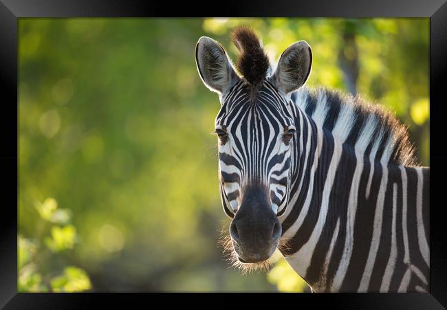 Zebra stare Framed Print by Villiers Steyn
