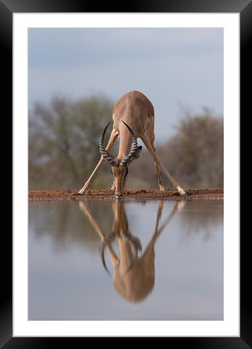 Mirrored impala Framed Mounted Print by Villiers Steyn