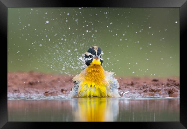 Bathtime fun Framed Print by Villiers Steyn