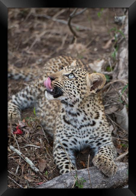 Leopard cub gaze Framed Print by Villiers Steyn