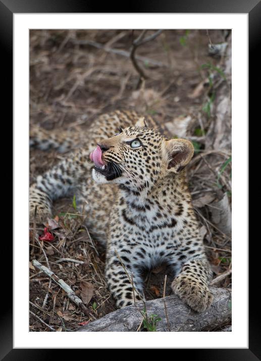 Leopard cub gaze Framed Mounted Print by Villiers Steyn