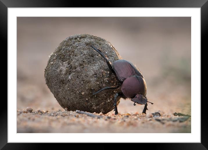 Busy beetle 2 Framed Mounted Print by Villiers Steyn