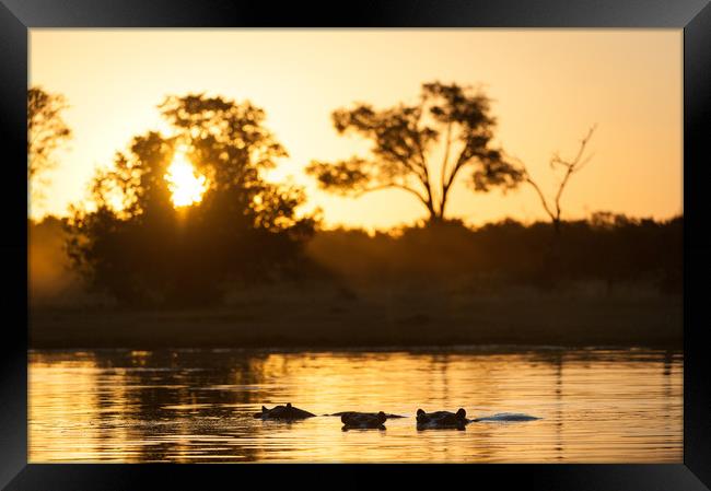Hippos at sunset Framed Print by Villiers Steyn