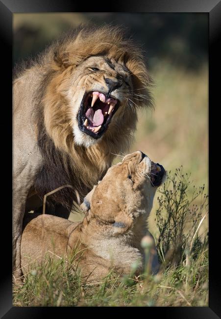 Lovers' quarrel Framed Print by Villiers Steyn