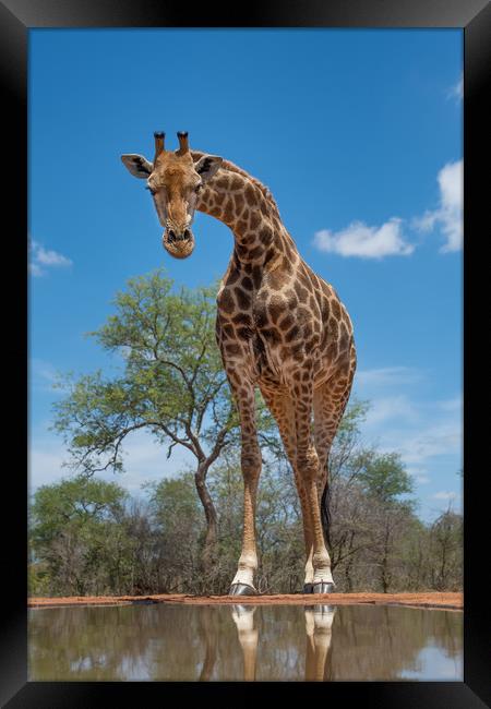 Curious giraffe Framed Print by Villiers Steyn