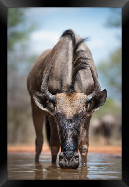 Wildebeest stare Framed Print by Villiers Steyn