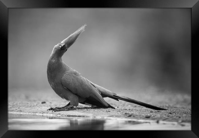 Grey go-away bird Framed Print by Villiers Steyn