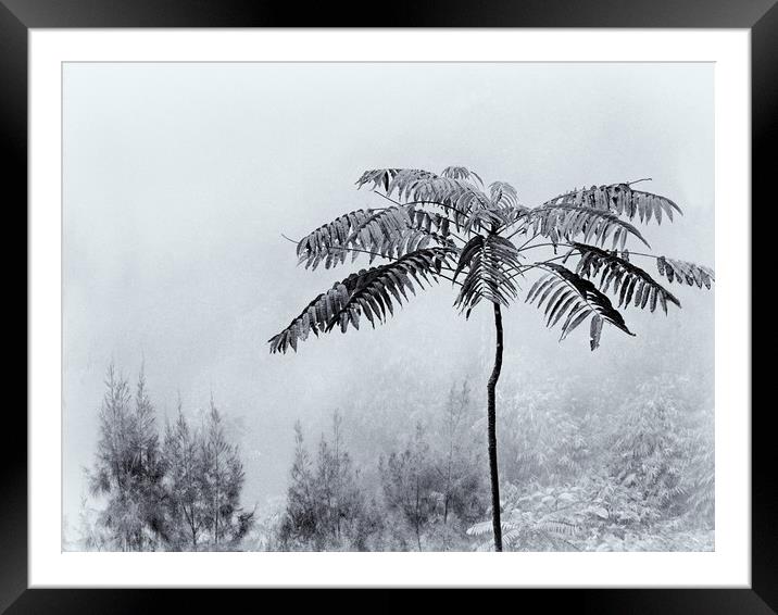      Foggy forest                            Framed Mounted Print by Genevieve HUI BON HOA