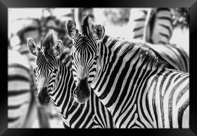 Zebras Framed Print by Genevieve HUI BON HOA