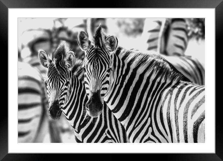 Zebras Framed Mounted Print by Genevieve HUI BON HOA