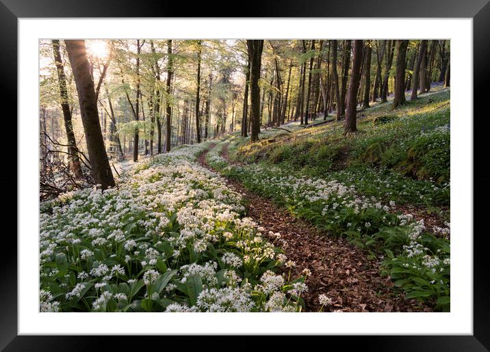 Springtime in the woods Framed Mounted Print by David Semmens