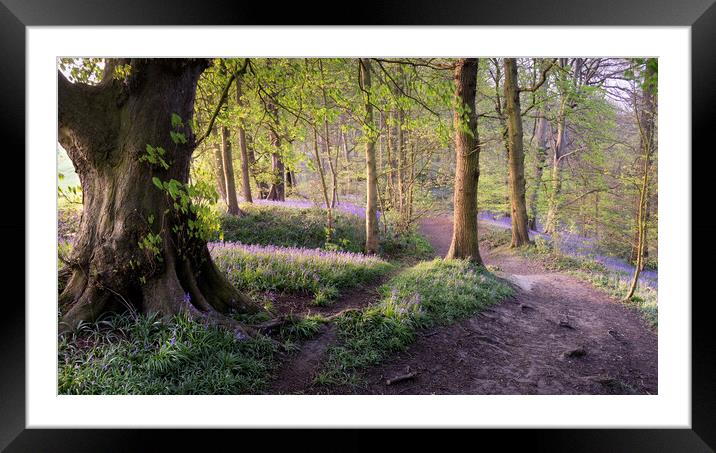 Bluebell Wood Walk Framed Mounted Print by David Semmens
