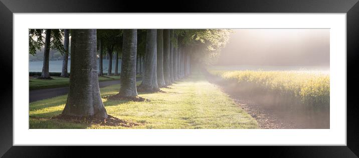 Misty Moor Crichel Beech Trees Framed Mounted Print by David Semmens
