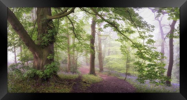 Misty Bluebell Woodland Framed Print by David Semmens