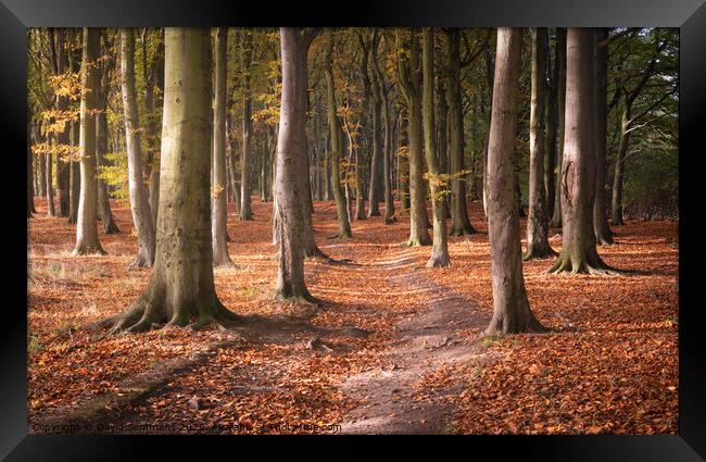 Woodland Path Framed Print by David Semmens