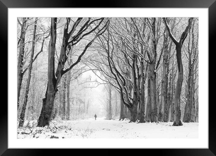 A Walk Through Winter Woodland Framed Mounted Print by David Semmens