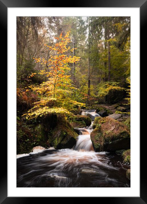 A Splash of Autumn Colour Framed Mounted Print by David Semmens