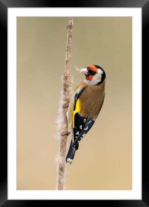 GoldFinch Framed Mounted Print by David Semmens