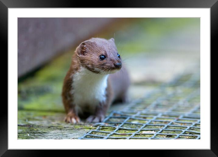 Early morning Weasel Framed Mounted Print by David Semmens