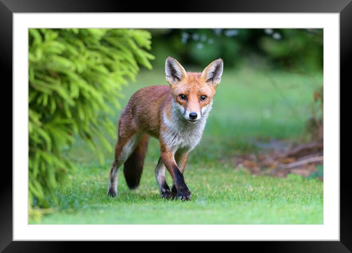Early morning Fox Framed Mounted Print by David Semmens