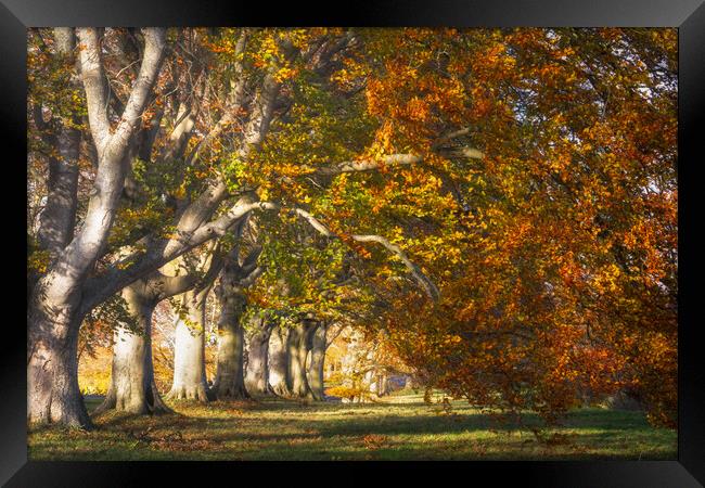 Autumnal Beech Trees Framed Print by David Semmens