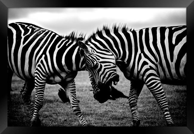 Zebras Playing Framed Print by Travelling Photographer