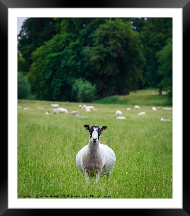 Inquisitive Sheep  Framed Mounted Print by James Aston