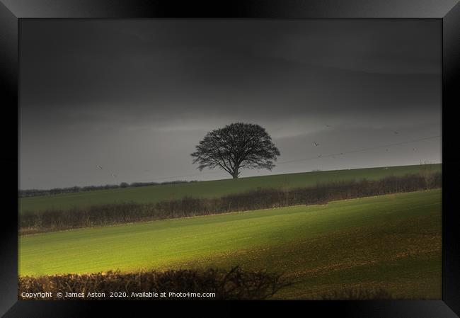The Lone Tree of the Wolds  Framed Print by James Aston