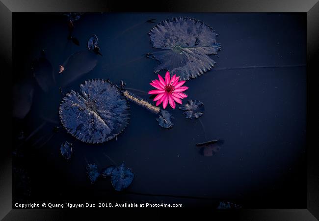 Beautiful Pink Water-Lily in Pond, Isolated Color Framed Print by Quang Nguyen Duc
