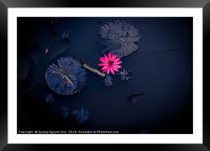 Beautiful Pink Water-Lily in Pond, Isolated Color Framed Mounted Print by Quang Nguyen Duc