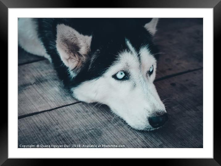 Closeup Portrait of Husky Dog Framed Mounted Print by Quang Nguyen Duc