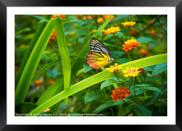 Monarch butterfly Framed Mounted Print by Quang Nguyen Duc