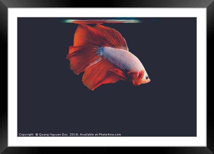 Betta Fighting Fish Framed Mounted Print by Quang Nguyen Duc