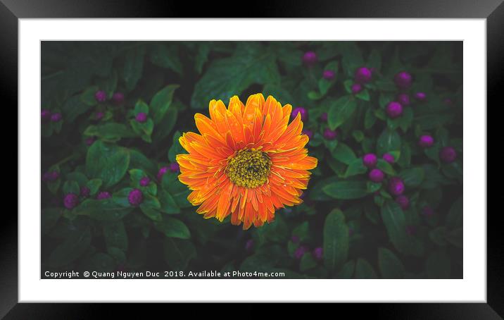 Orange Barberton Daisy Framed Mounted Print by Quang Nguyen Duc